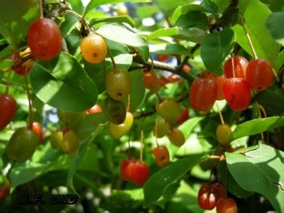 baies-rouges.jpg