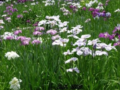 champ-fleurs.jpg