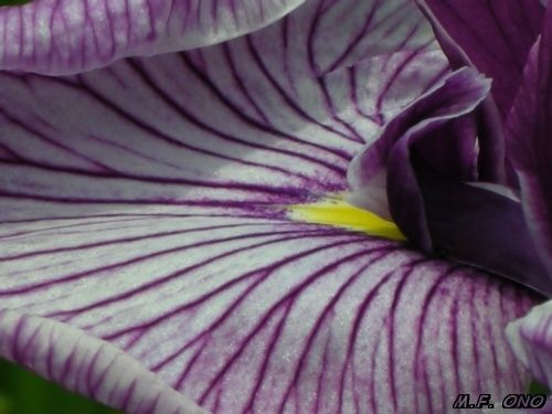 iris-gp.jpg