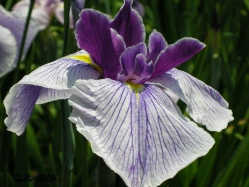 iris-violet.jpg