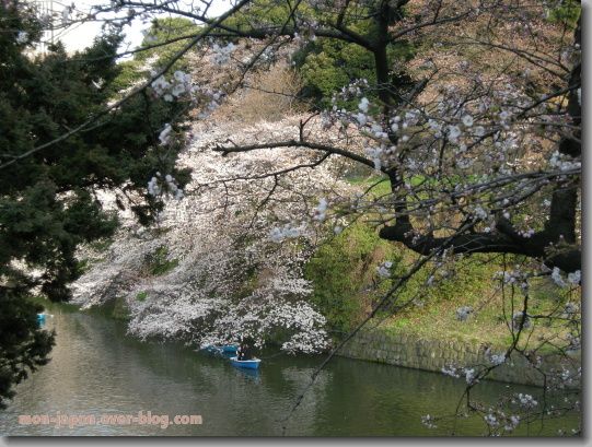 Sakura-chidorigafuchi-1.jpg