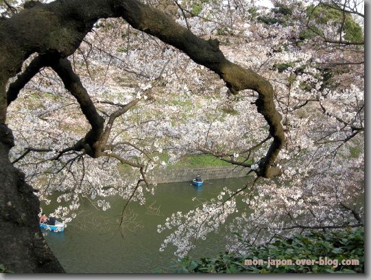 Sakura-chidorigafuchi-4.jpg