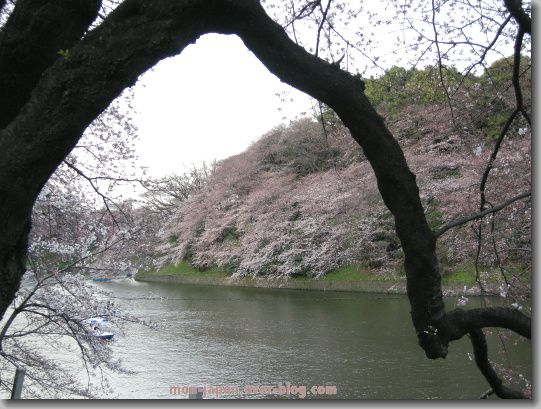 Sakura-chidorigafuchi-8.jpg