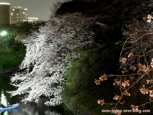 sakura-nuit-3.jpg