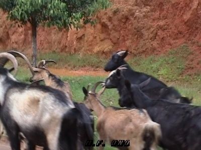Yunnan-Chevres--.jpg