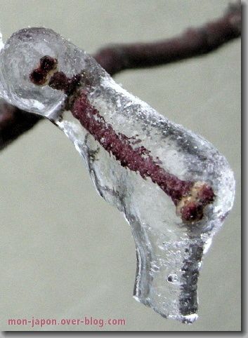 glace-3.jpg