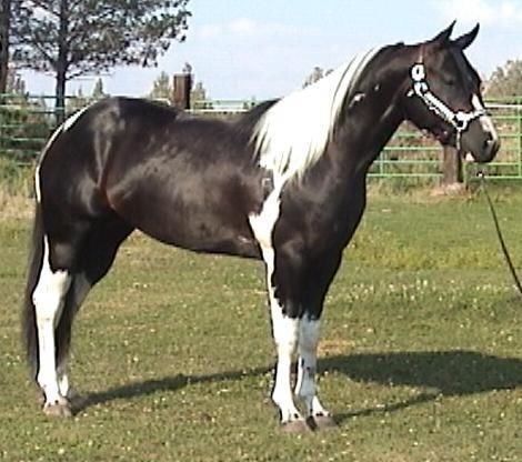 Les chevaux pie
