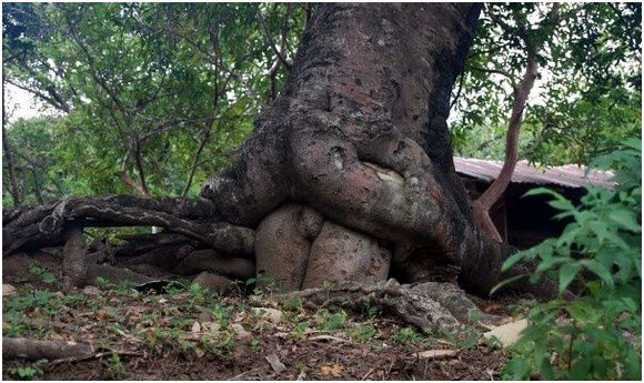 Anal Tree 32