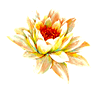 lotus-pw.gif