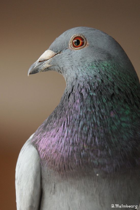 pigeon belge