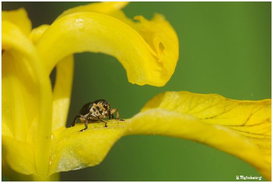 charancon de l'iris des marais-Mononychus pseudacori-Curcul