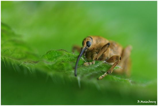 charancon du chene-curculio glandium-curculionides-coleopte