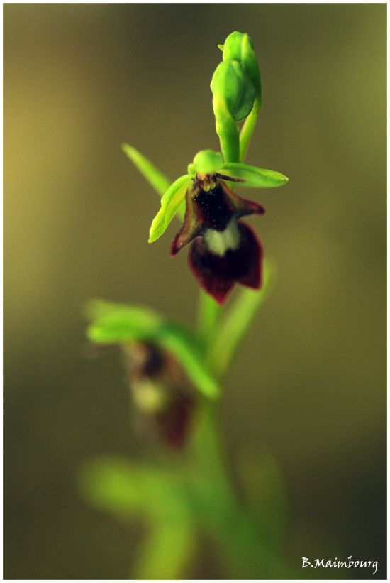 ophrys mouche-ophrys insectifera-orchidaceae-labelle-Vercor