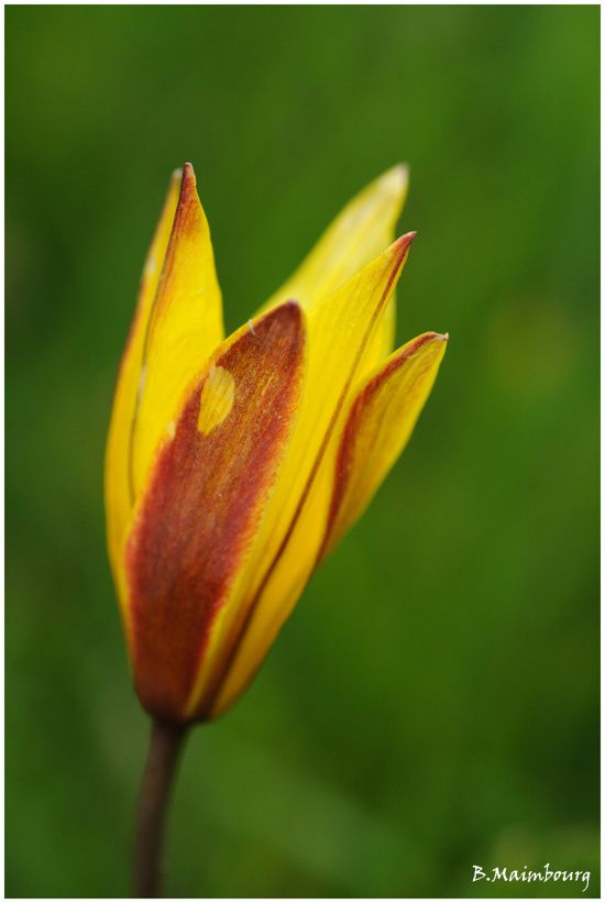 tulipe sauvage-tulipe sylvestris-Vercors