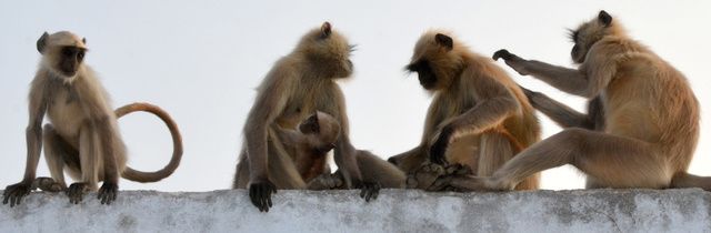 1370_PUSHKAR-lac-ghats.jpg