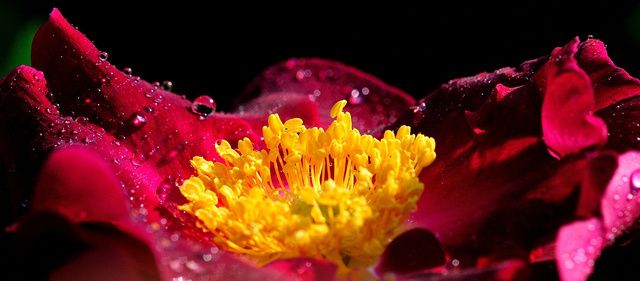 rose-pourpre-et-rosee.jpg