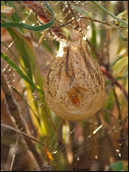 parchute-argiope.jpg
