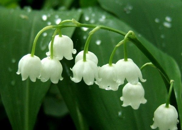 muguet.jpg