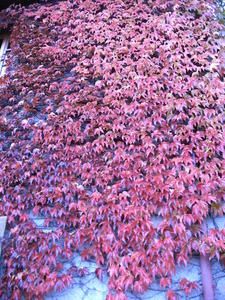 10octobre-004-copie-1.jpg