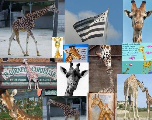 isa-girafe2.JPG