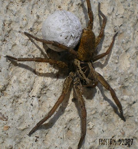 Bobine-l-arachnide.jpg