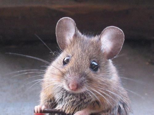 souris.jpg