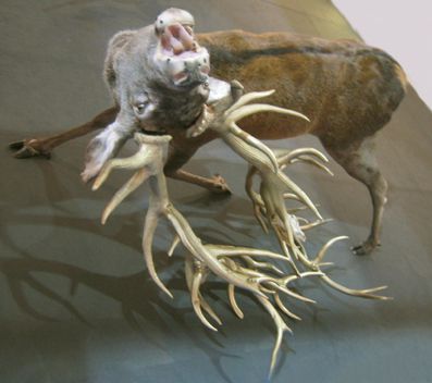 vanitas-NET.jpg