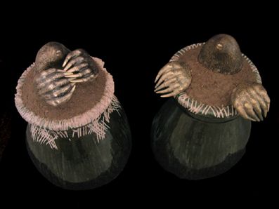pots-de-taupes-verts-les-deux-blog.jpg