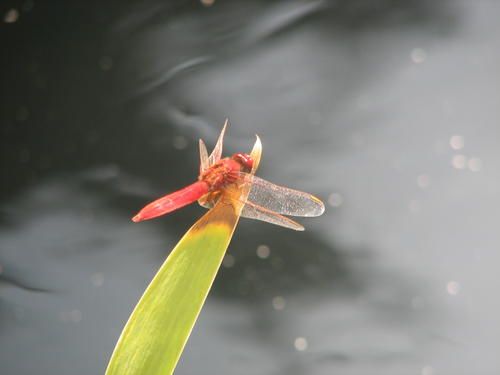 IMG-1048.jpg