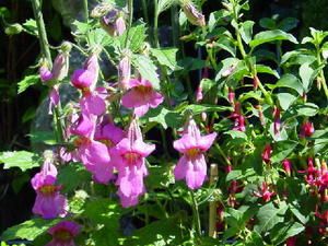 Rehmannia-copie-1.jpg