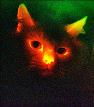 chat-rouge.jpg
