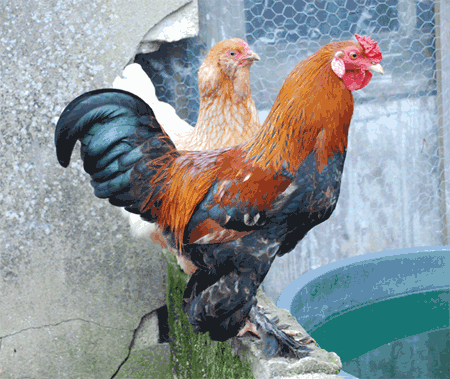 poulettes-hard