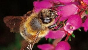 abeille.jpg
