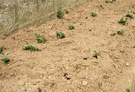 patates-copie-1.jpg