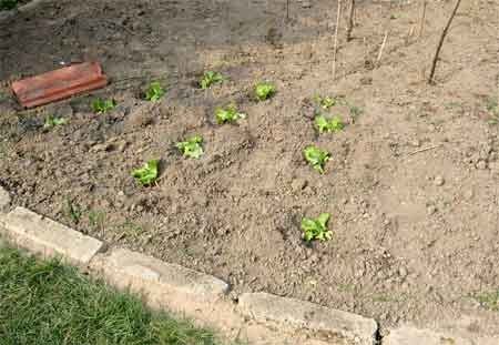 rond-salade.jpg