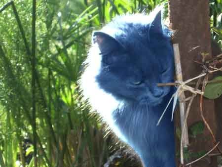 zou-bleue1.jpg