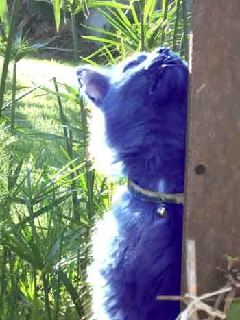 zou-bleue3.jpg