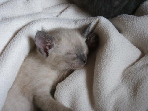 neige-sieste.JPG