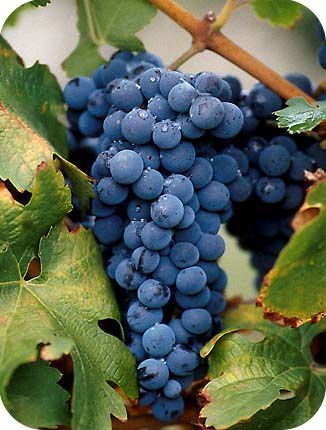grappe raisin