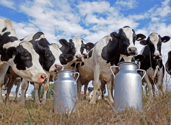 vaches laitieres importees