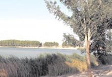 lac2.jpg