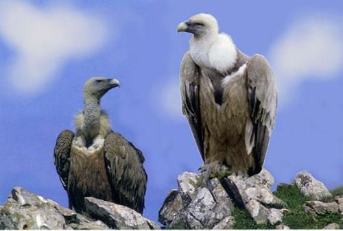 vautours-des-pyrenees.jpg
