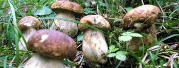 cepes.jpg