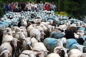 transhumance-2.jpg