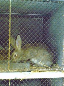 lapin.jpg