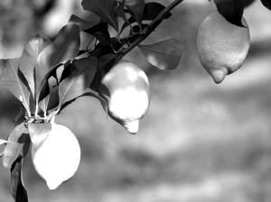 3-lemons-3-citrons.jpg