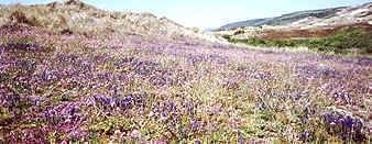 dune-fleur.jpg