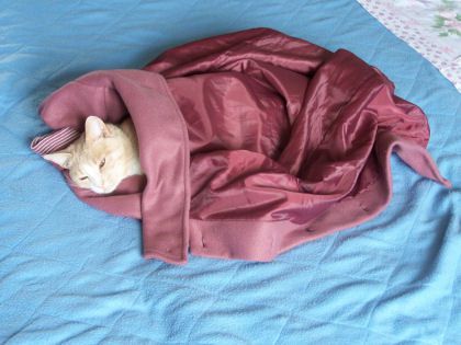 chat enroulé dans un vêtement