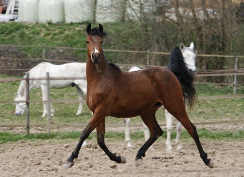 cheval arabe barbe tunisie