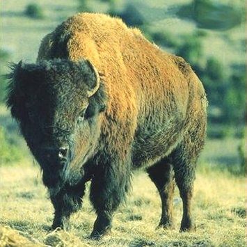 Les Bisons